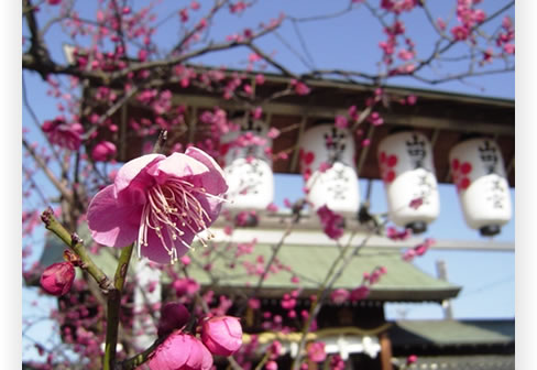 梅の花