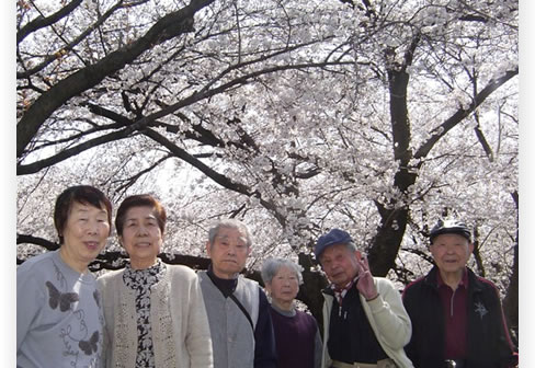 桜の花見