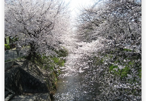 黒川の桜