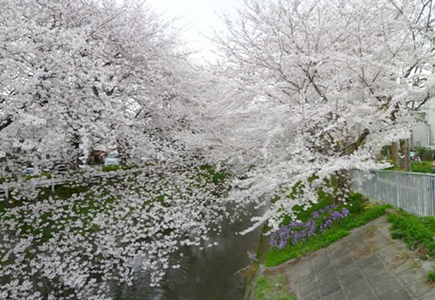 一週間きれいに桜が咲いていたのでお花見を楽しめました